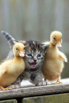 Duck