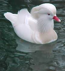 A random but lovely duck